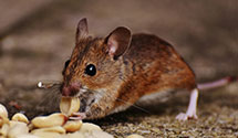 Find Exterminators in Hampton City County